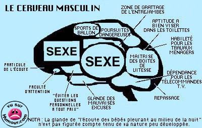 cerveau masculin